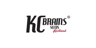 KC Brains