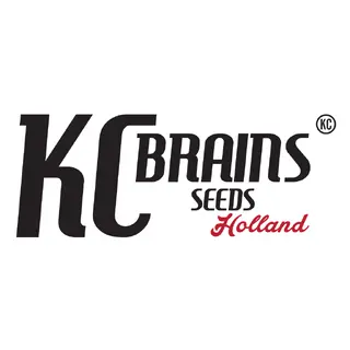 KC Brains