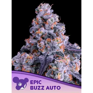 Epic Buzz Auto