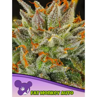 Fat Monkey Auto