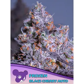 Frozen Black Cherry Auto