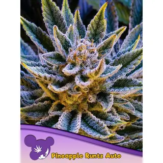 Pineapple Runtz Auto