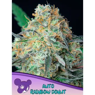 Rainbow Donut Auto