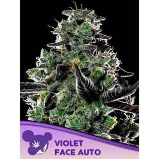 Violet Face Auto