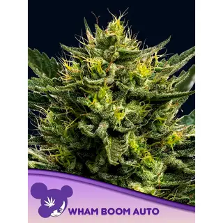 Wham Boom Auto