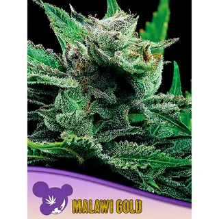 Malawi Gold, Landrace