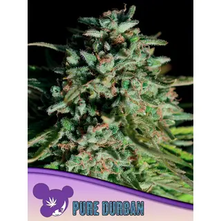 Pure Durban, Landrace