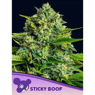 Sticky Boof