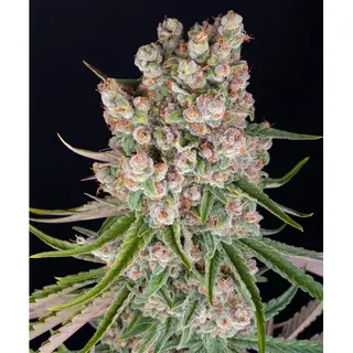 GMO Auto