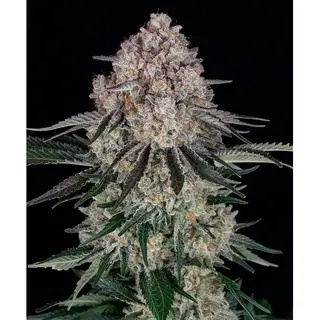 Sour Diesel Auto