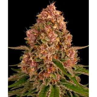 Pink Kush