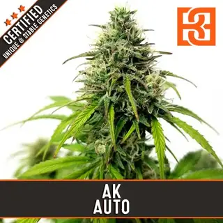 AK Auto