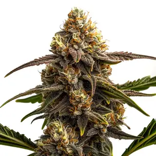 Apple Fritter Auto