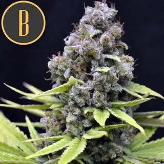 Critical Auto