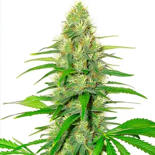 White Widow