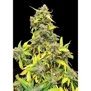 Mandarine Auto