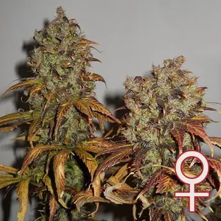 Mango (Fem)