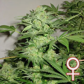 Northern Light Special (Fem)