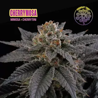 Cherrymosa