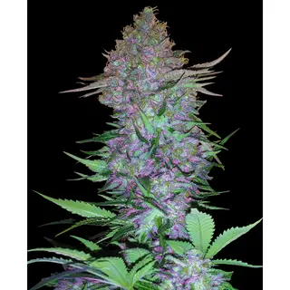 Purple Skunk Automatic