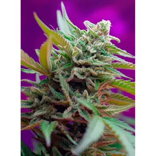 Black Jack Auto