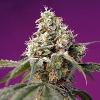 Bruce Banner Auto