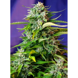 Jack 47 Auto