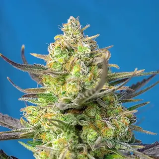 Sweet Cheese XL Auto