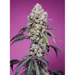 Sweet Mandarine Zkittlez F1 Fast Version