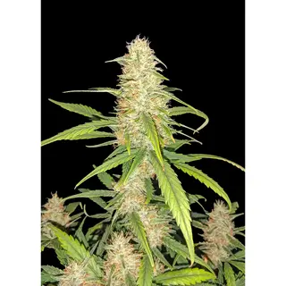 Bruce Banner Auto