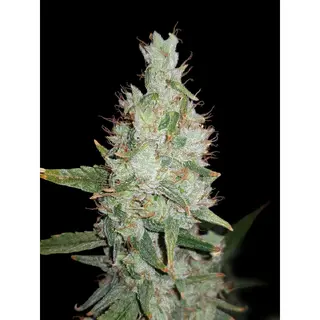 Hawaiian Snow Auto