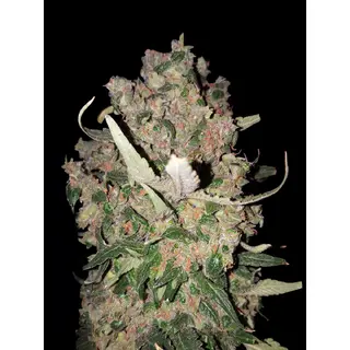 Mendobreath Auto