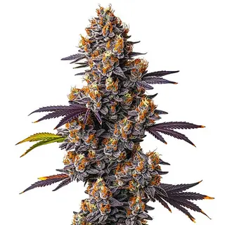 Tropicana Cookies Purple