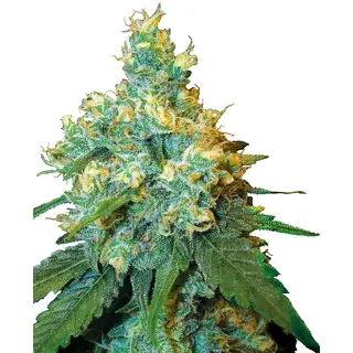 Jack Herer