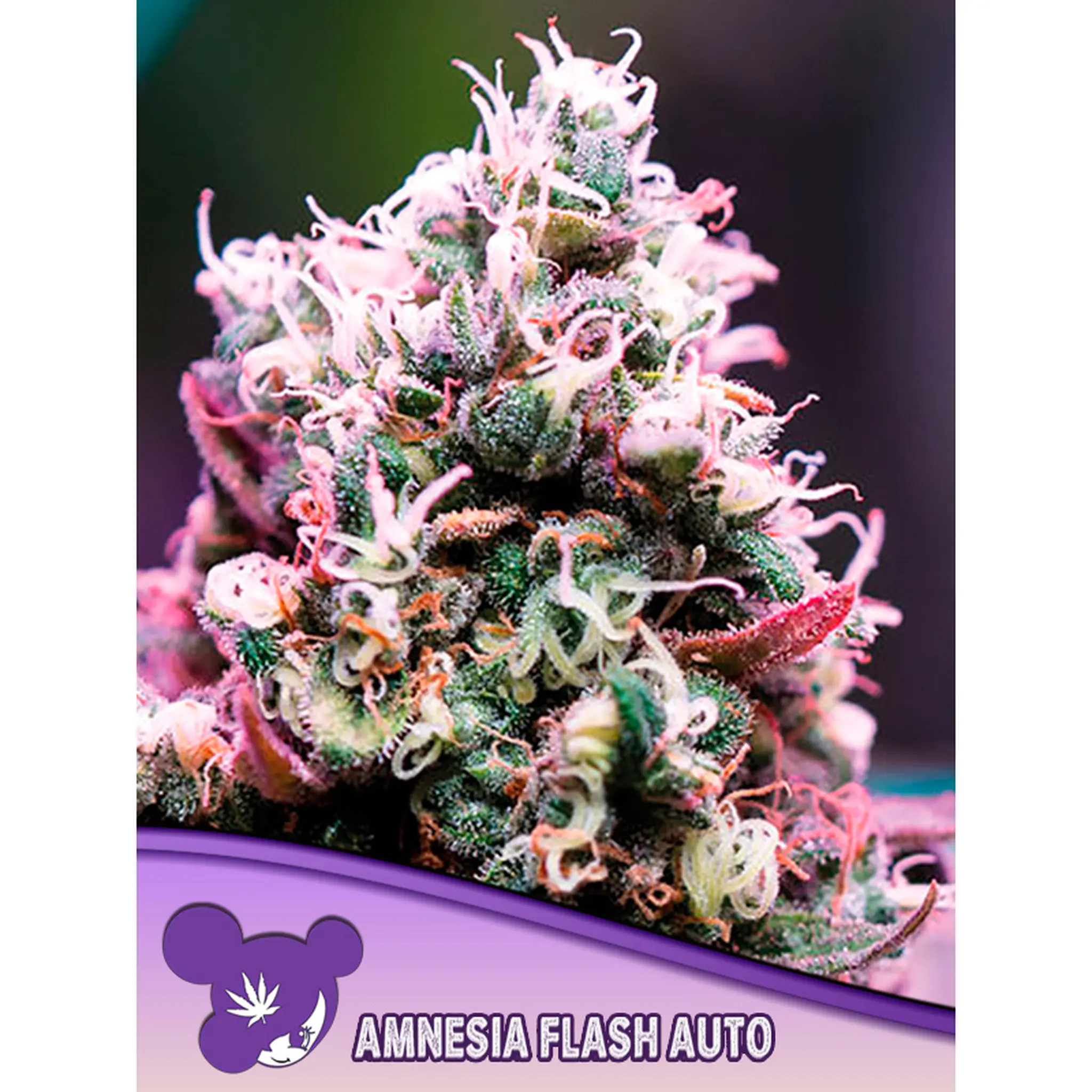 Amnesia Flash Auto-3 Stück