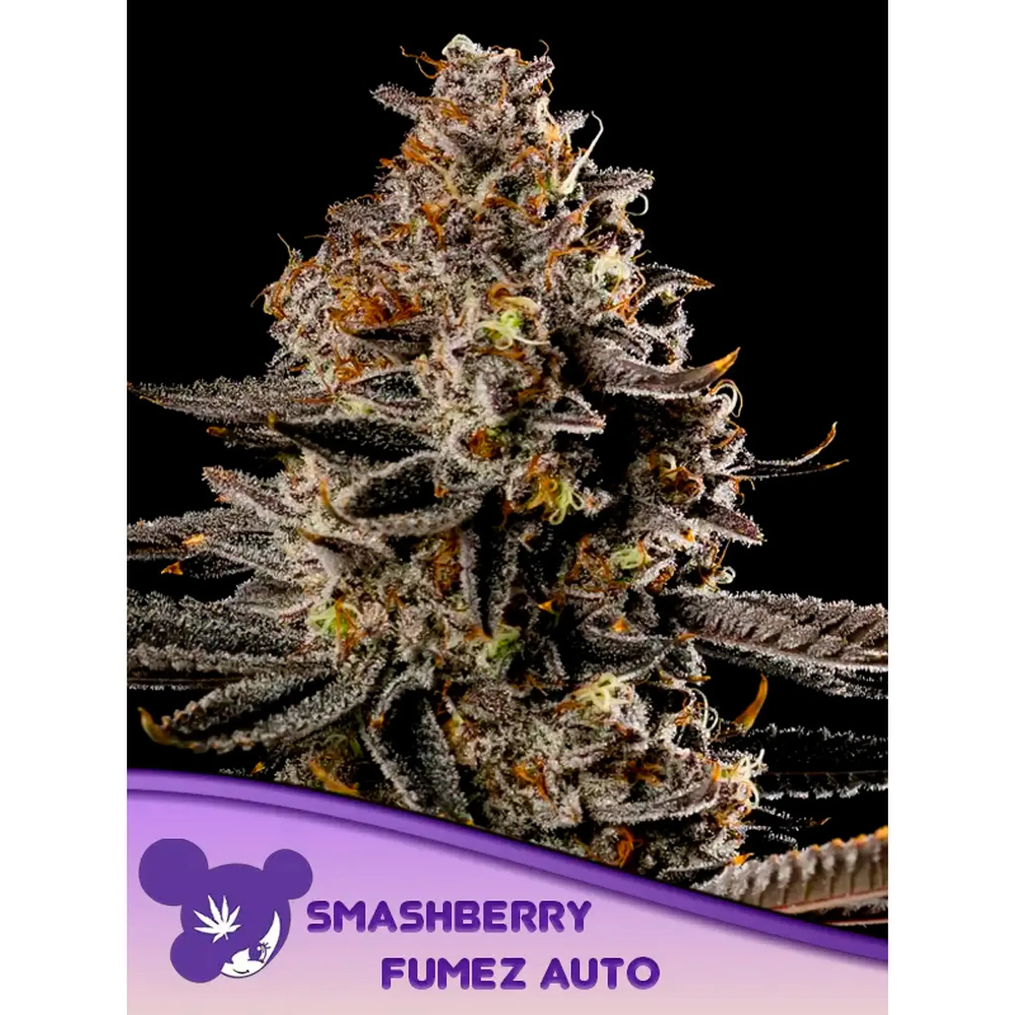 Smashberry Fumez Auto-3 Stück