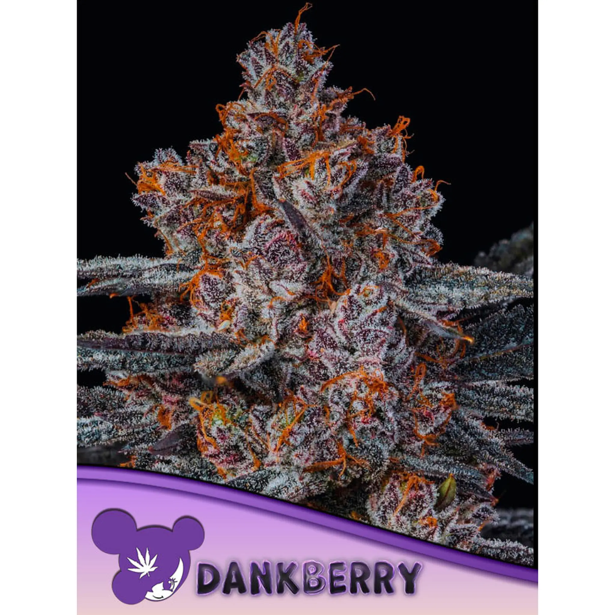 Dankberry-3 Stück