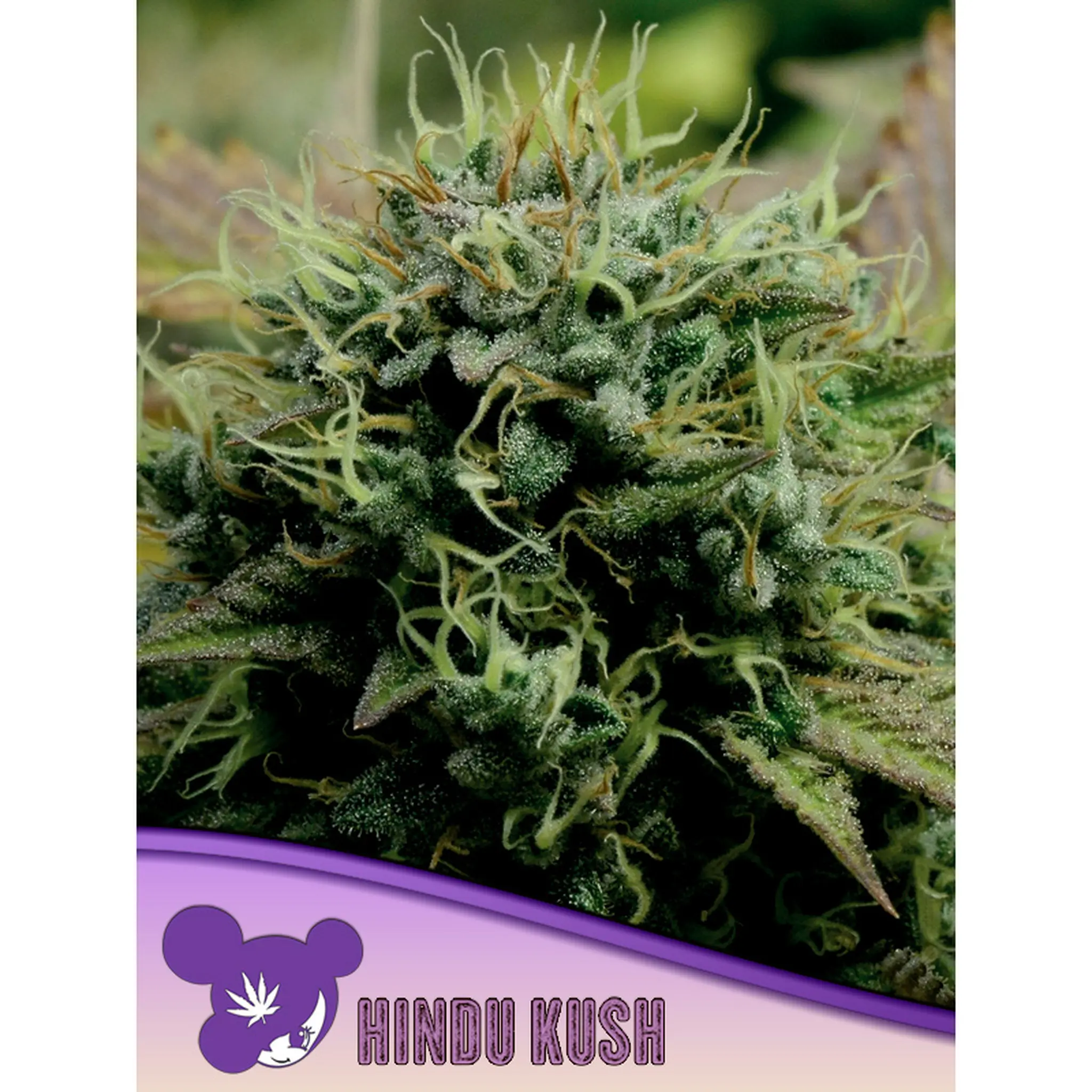 Hindu Kush, Landrace-3 Stück