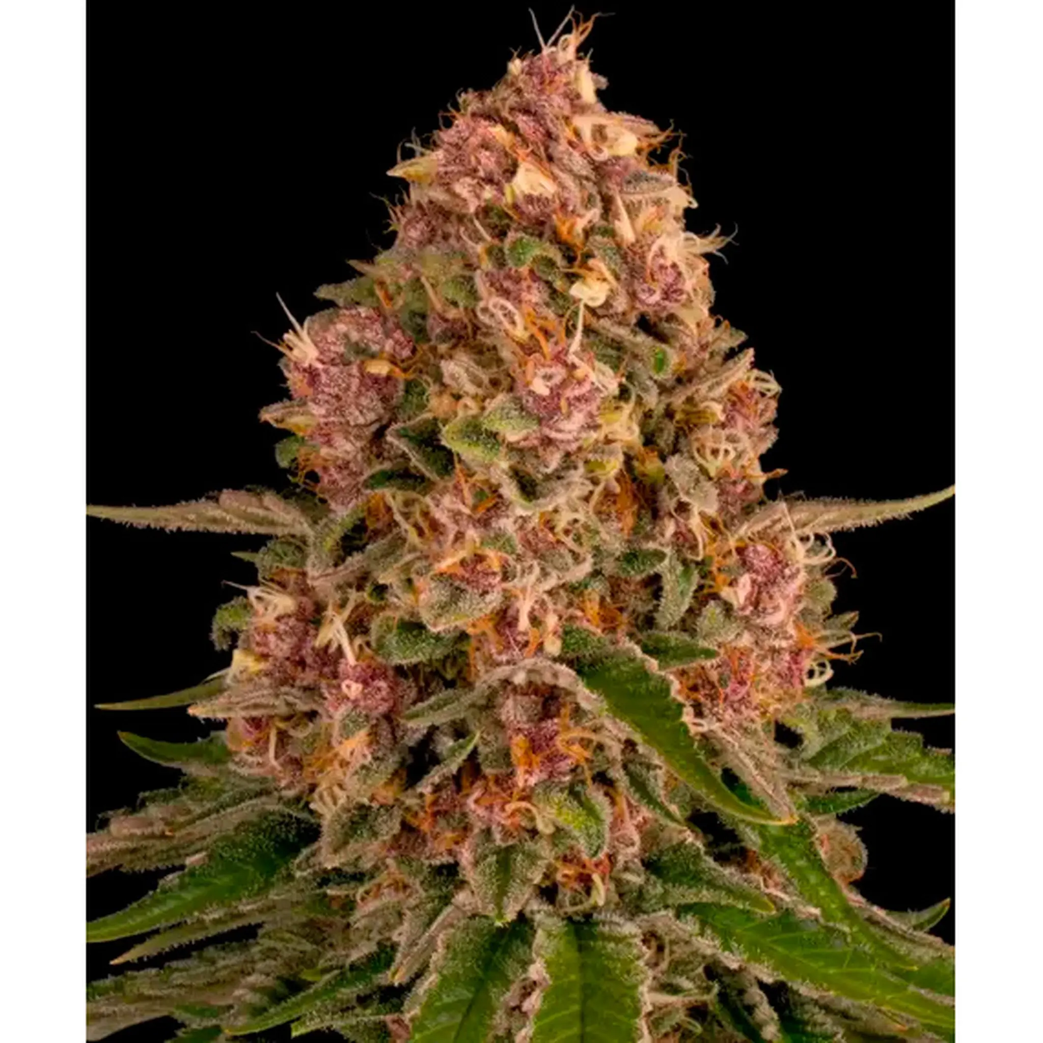 Pink Kush-3 Stück