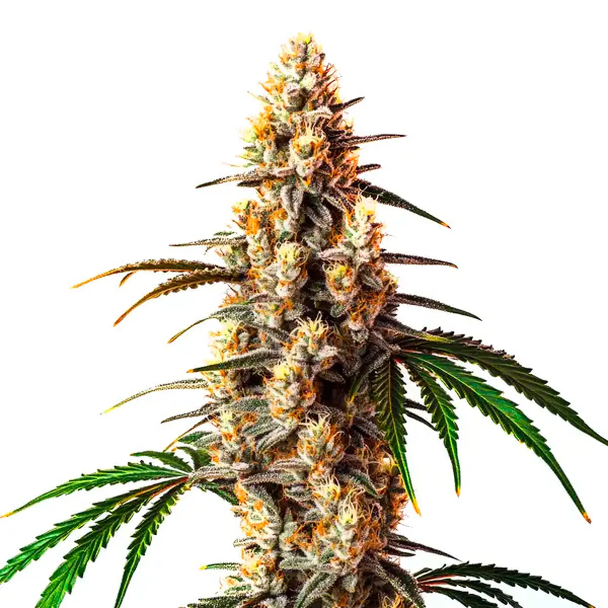 Critical Kush-3 Stück