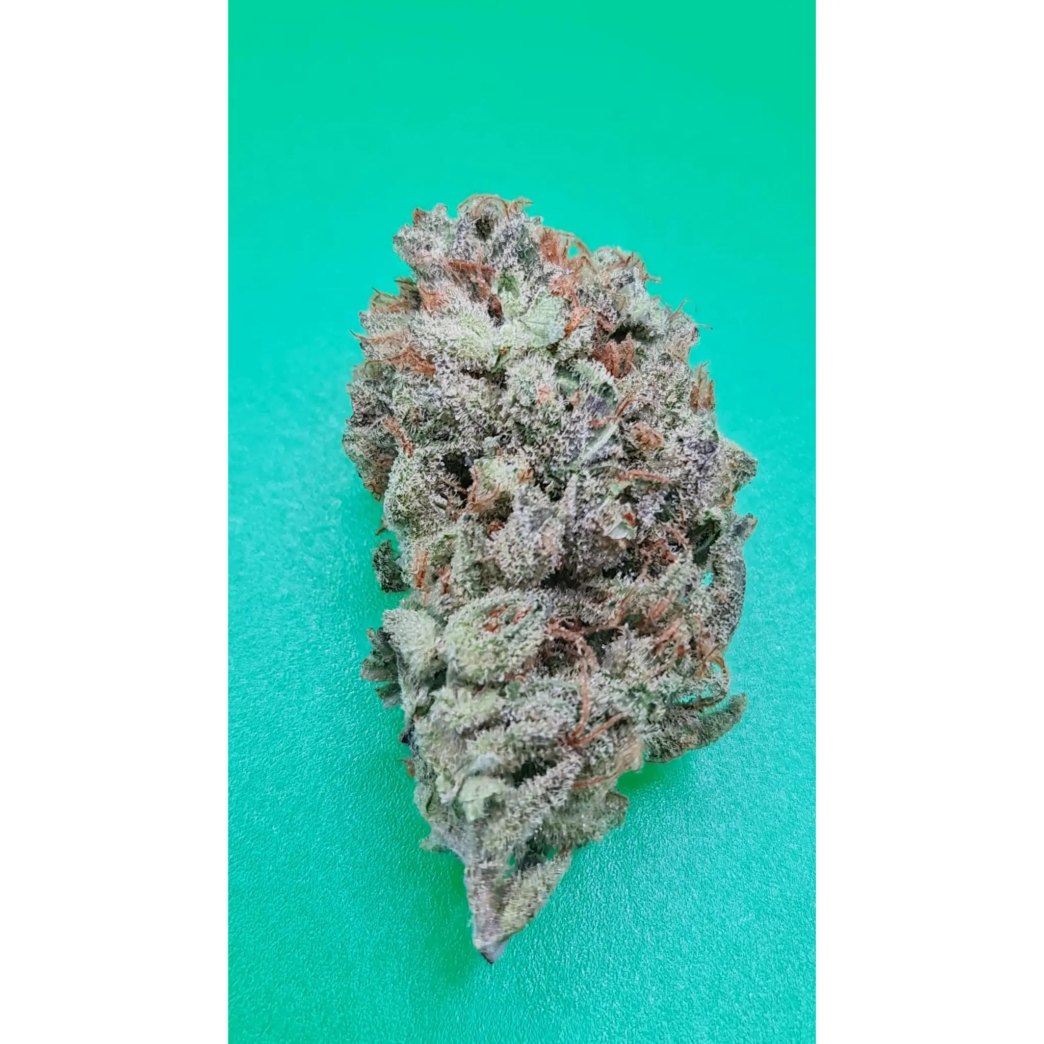 Auto Zkittlez 36 (Auto-Fem)-5 Stück