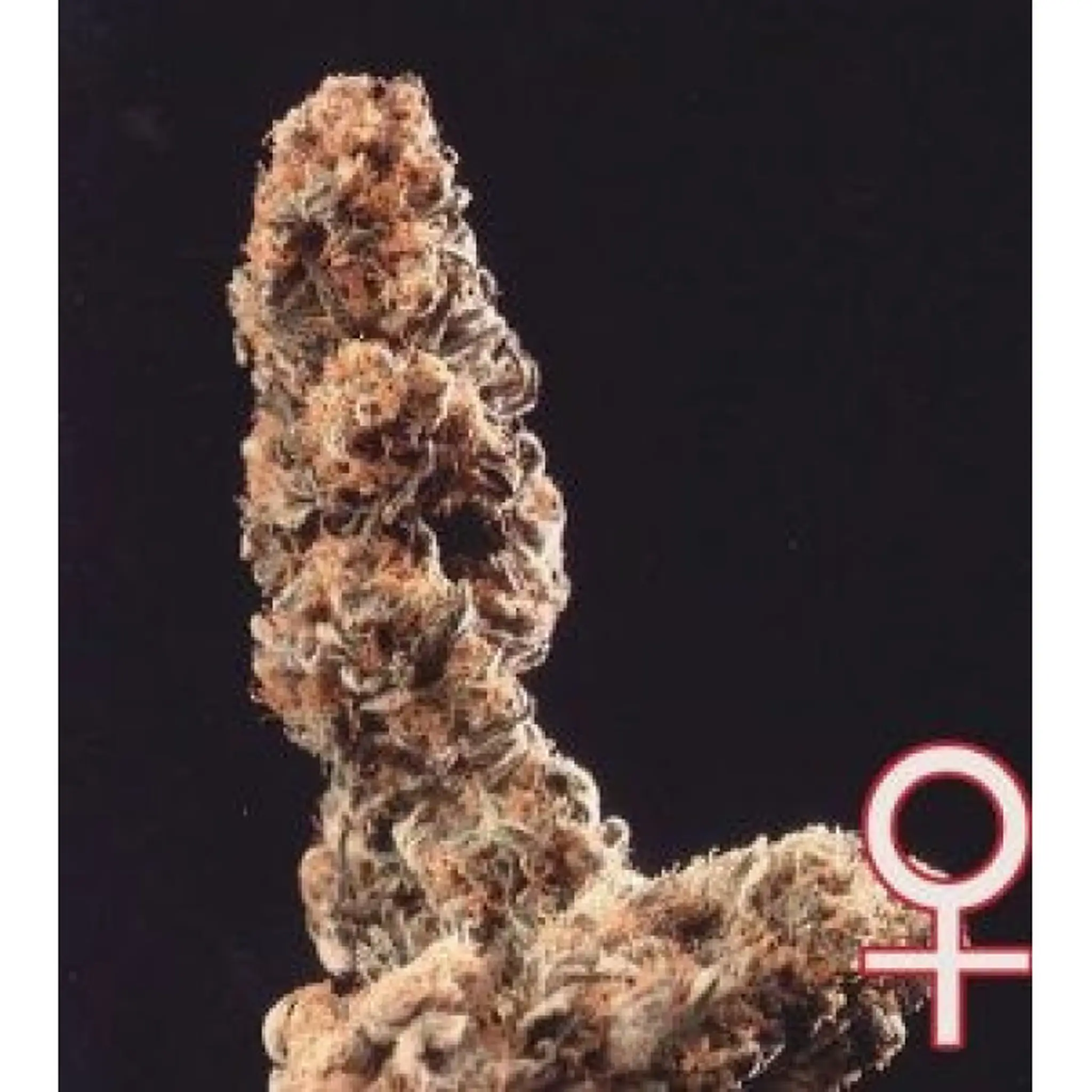 Afghani Special Feminized-5 Stück