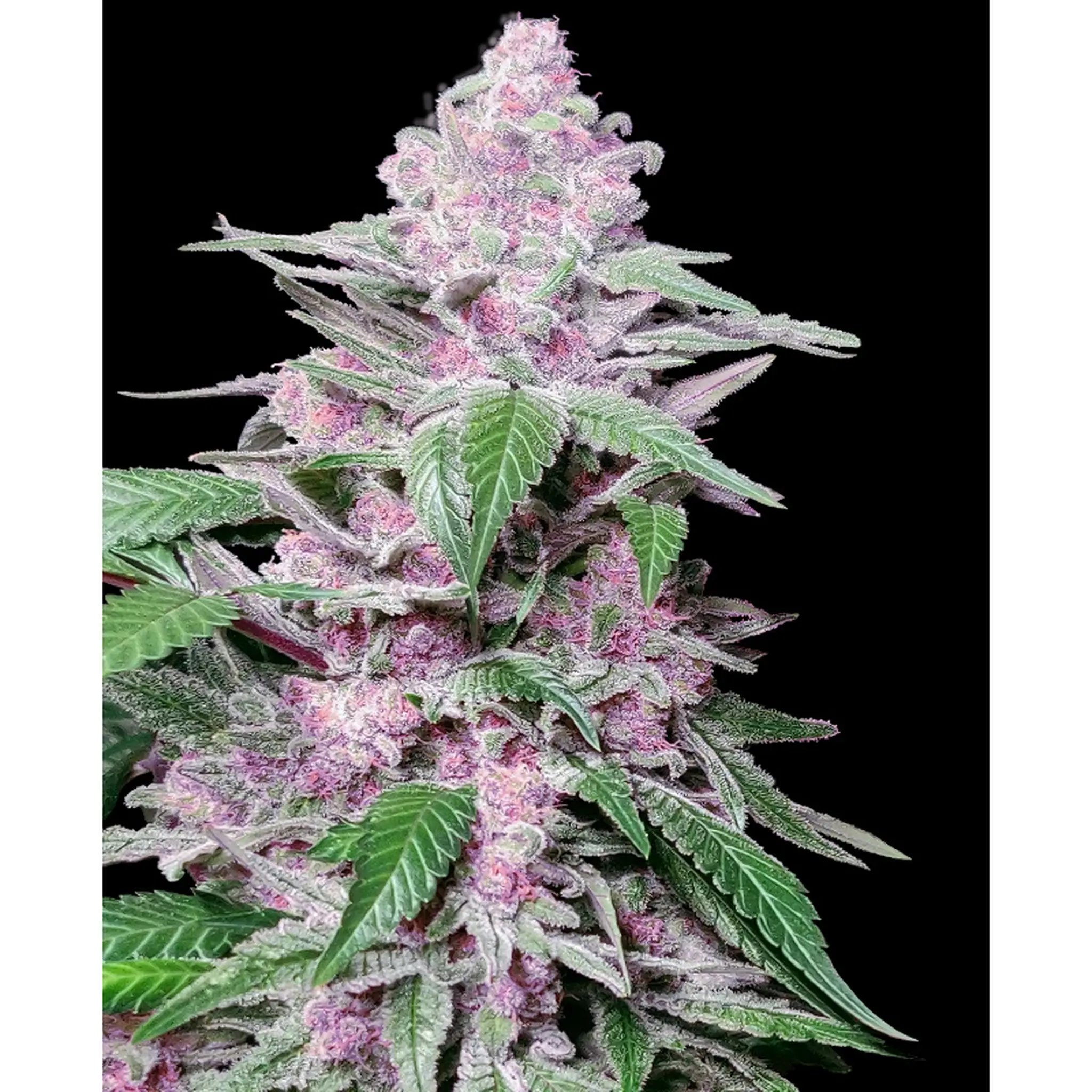 Purple Cookie Kush-3 Stück