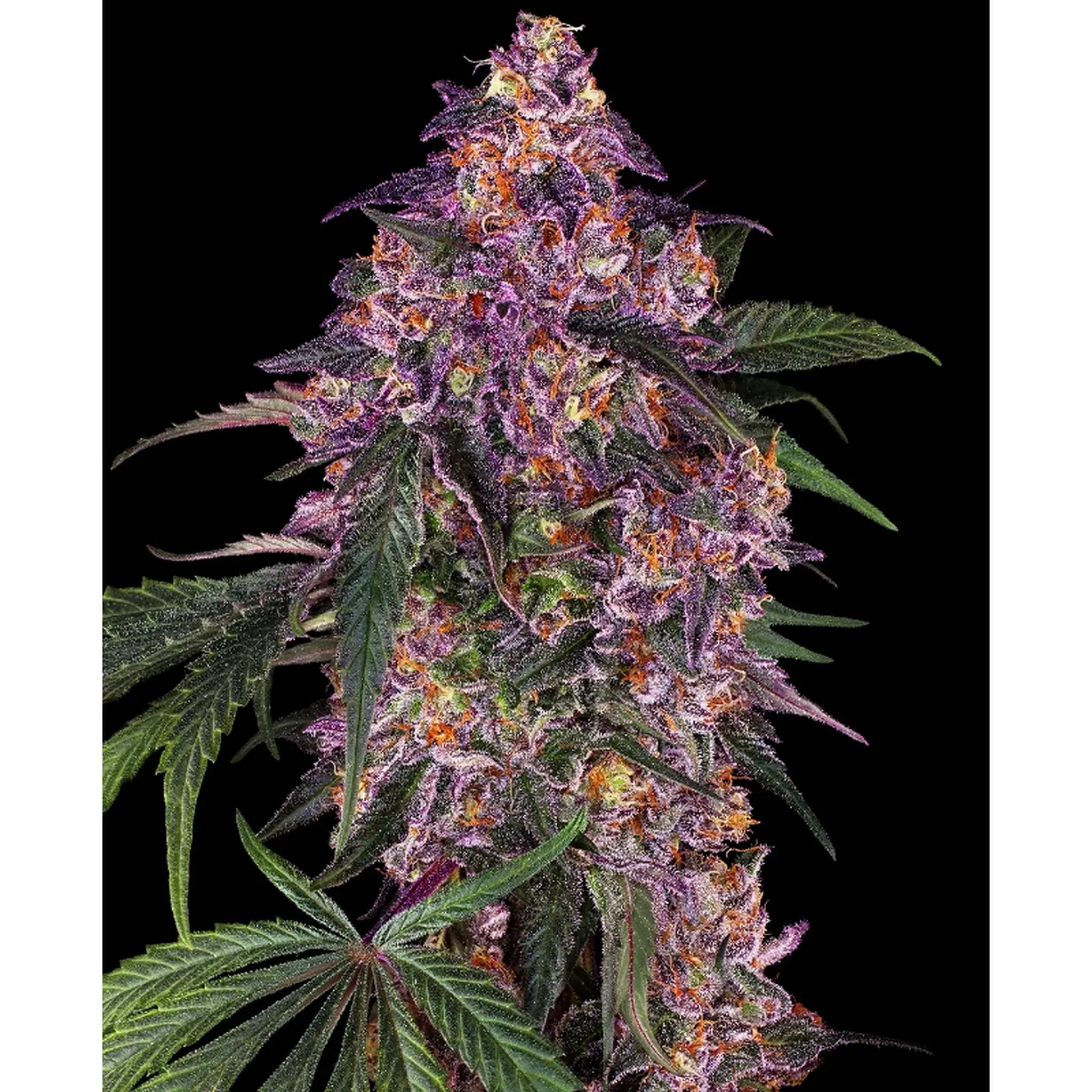 Sensi Purple Kush-3 Stück