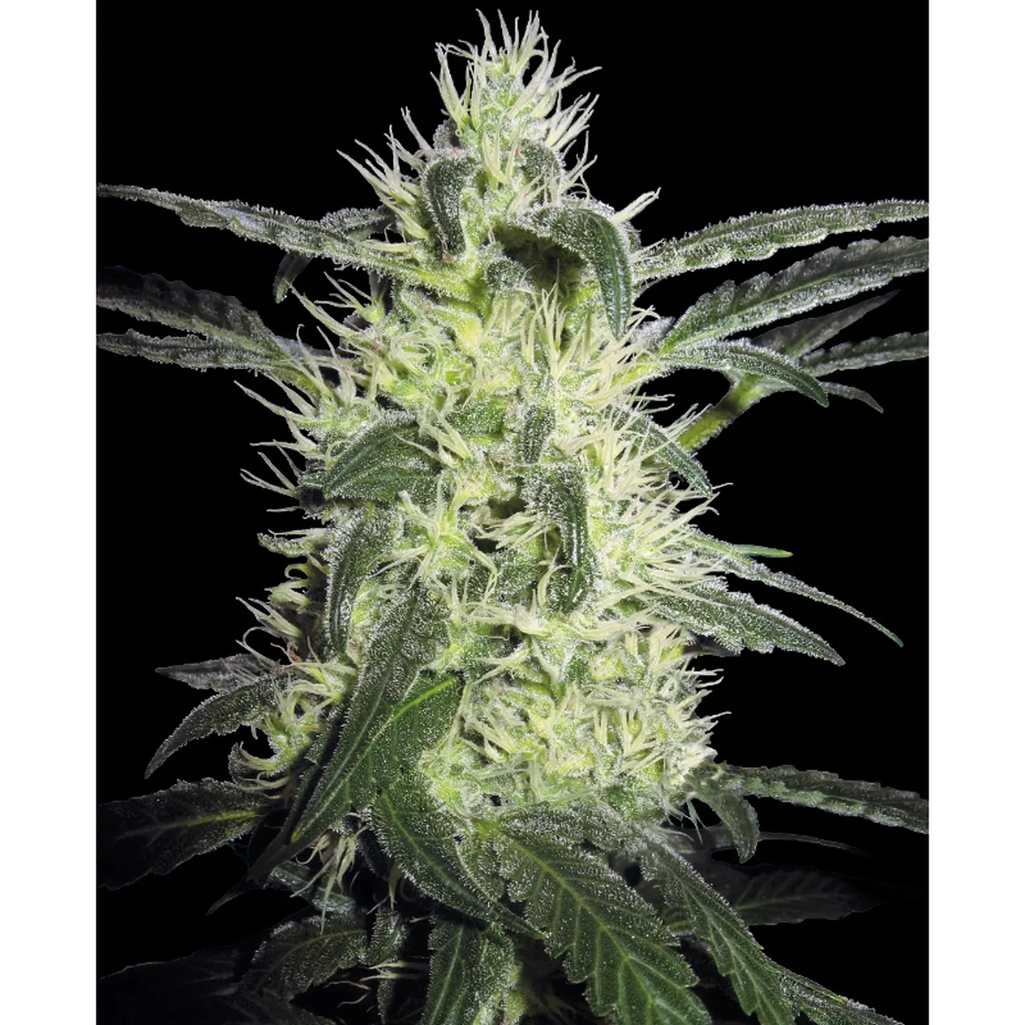 Silver Haze-10 Stück