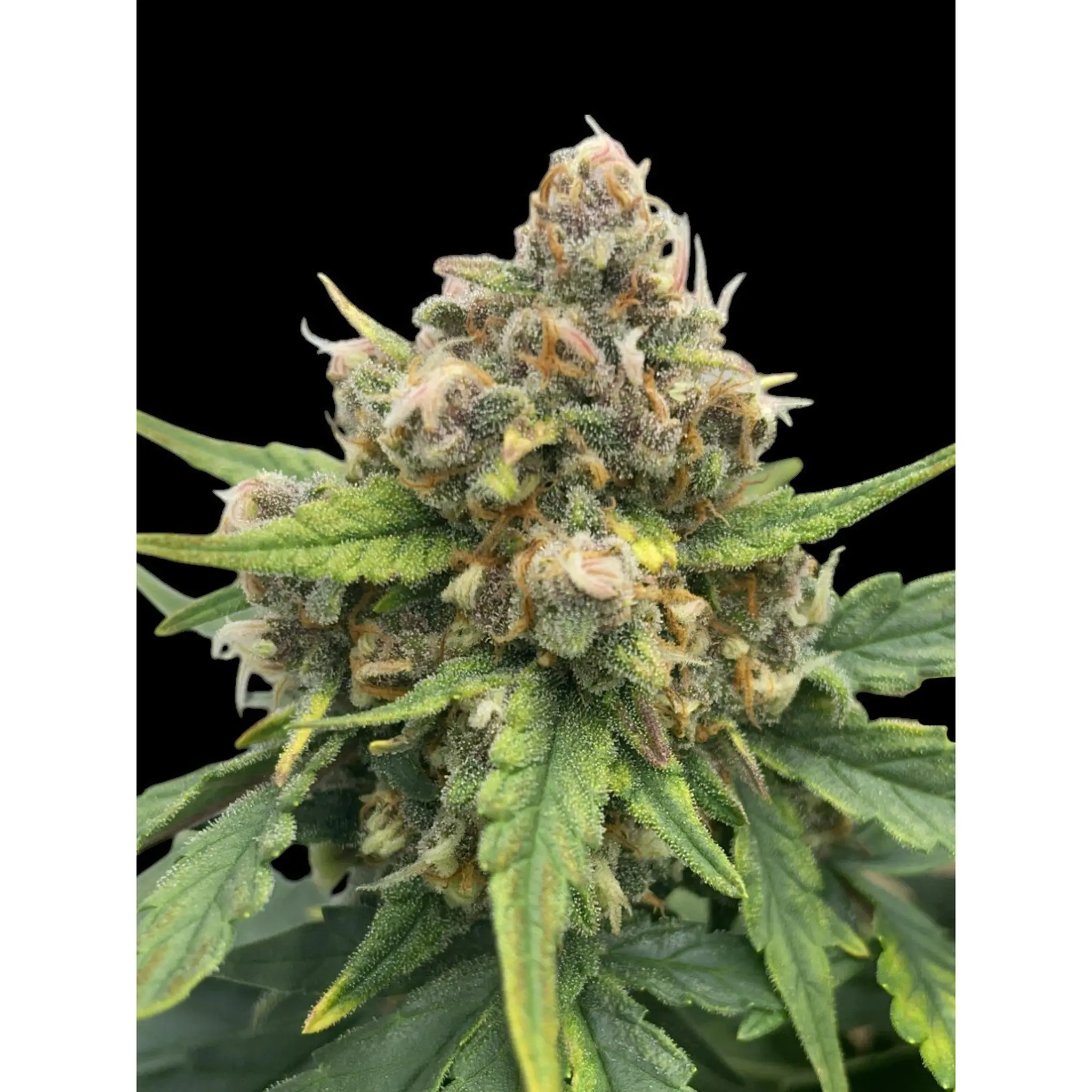 Bubblegum CBD-3 Stück