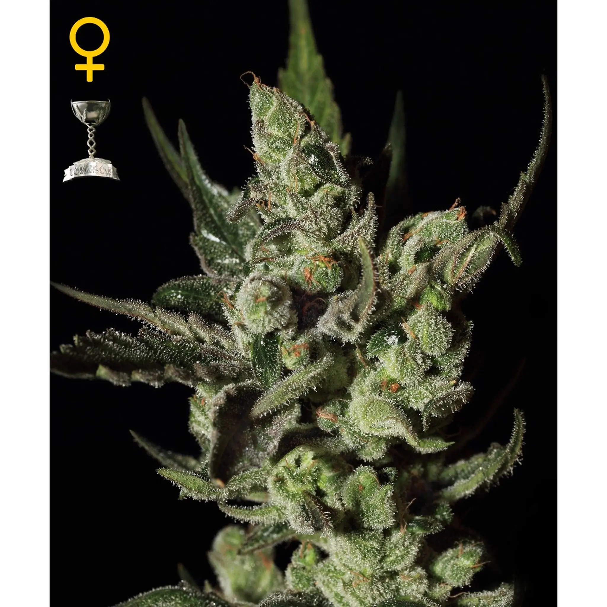 Greenhouse Genetics - Exodus Cheese-3 Stück