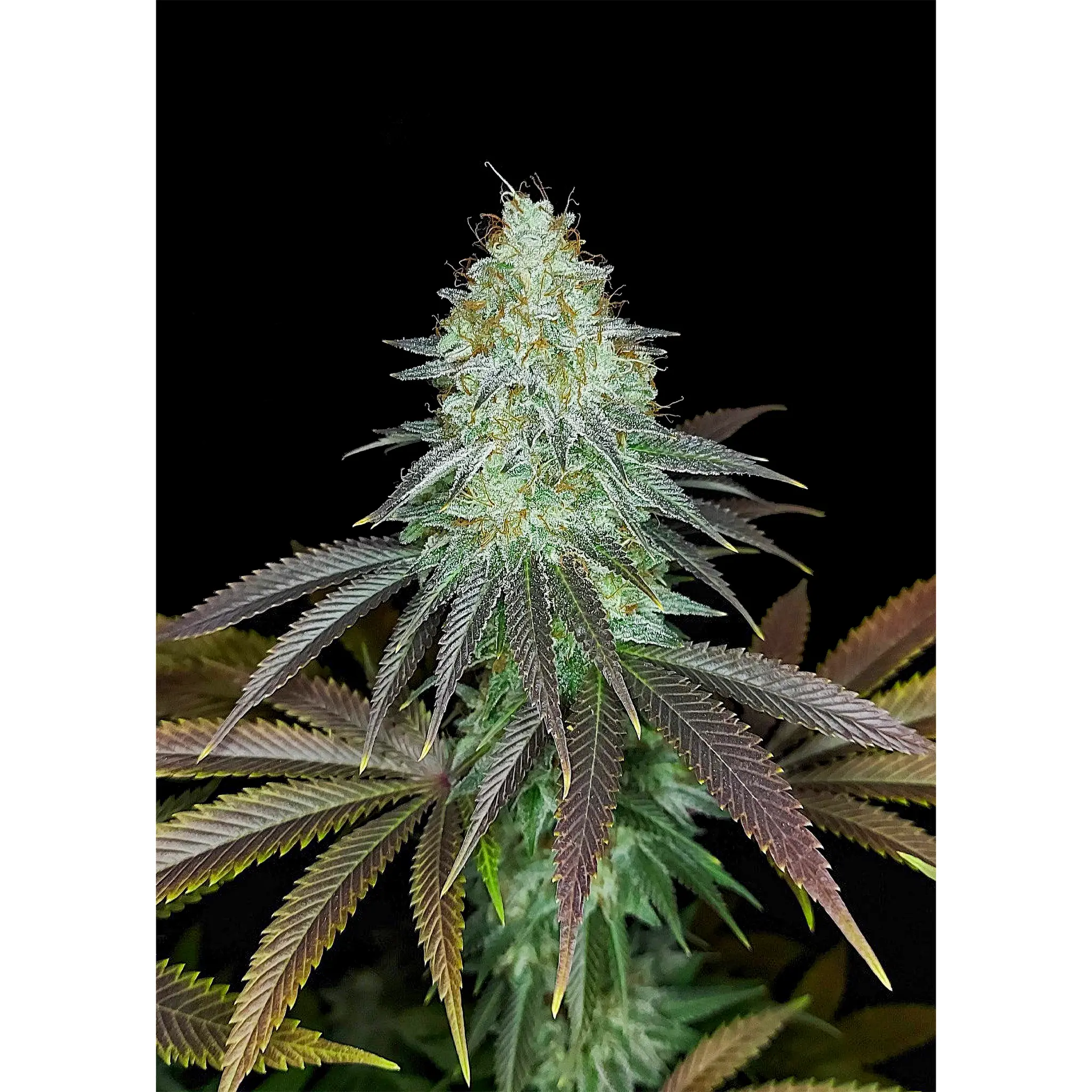 Sour OG Kush-3 Stück