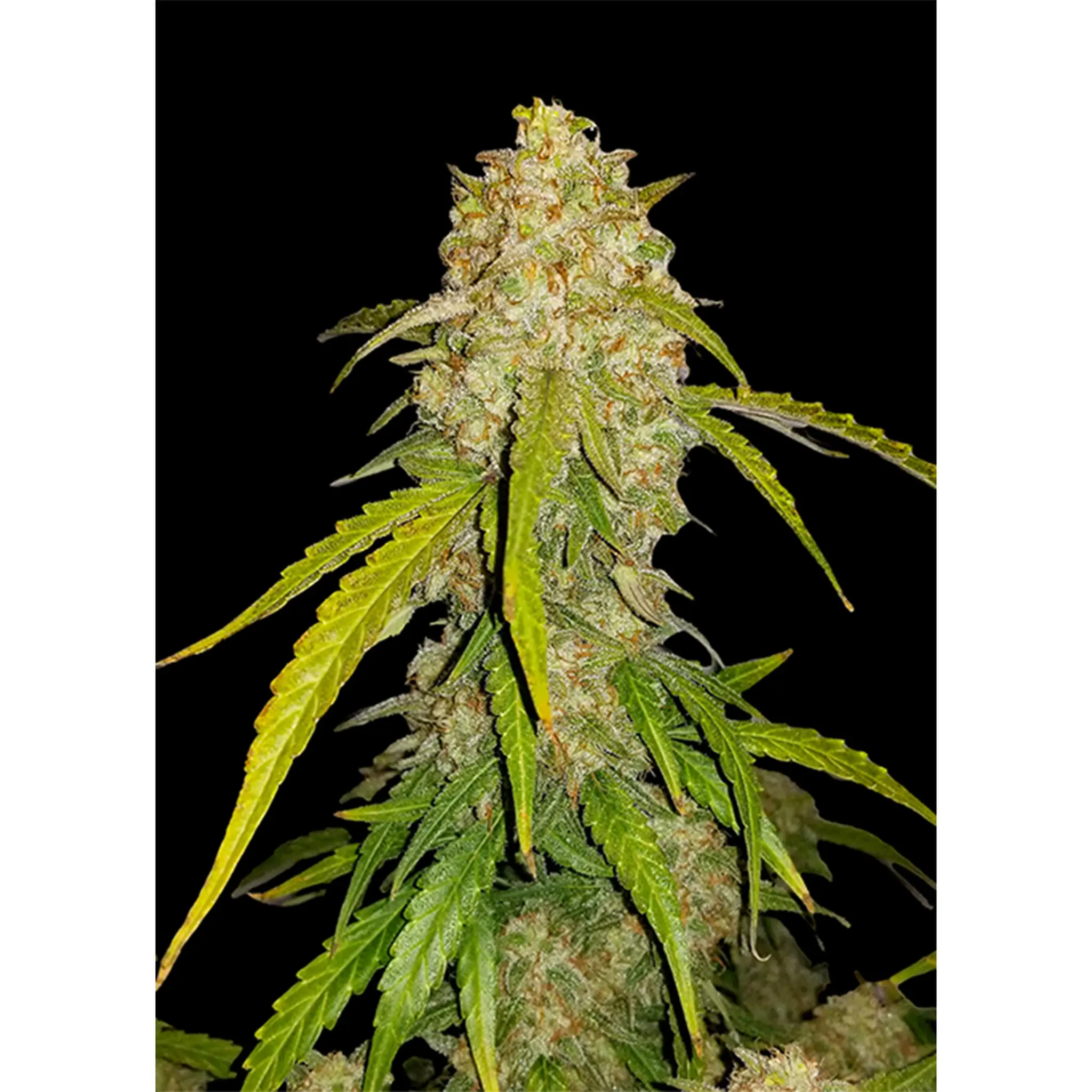 White Widow Auto-3 Stück